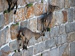 Salita al Monte Masoni il 25 luglio 08 - Percorso fotografico in FOTOGALLERY